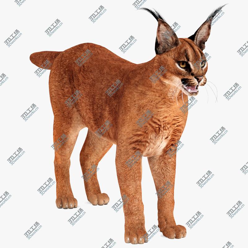 images/goods_img/202104091/Caracal 3D/1.jpg
